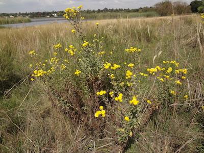 Helichrysym cooperi in grassland